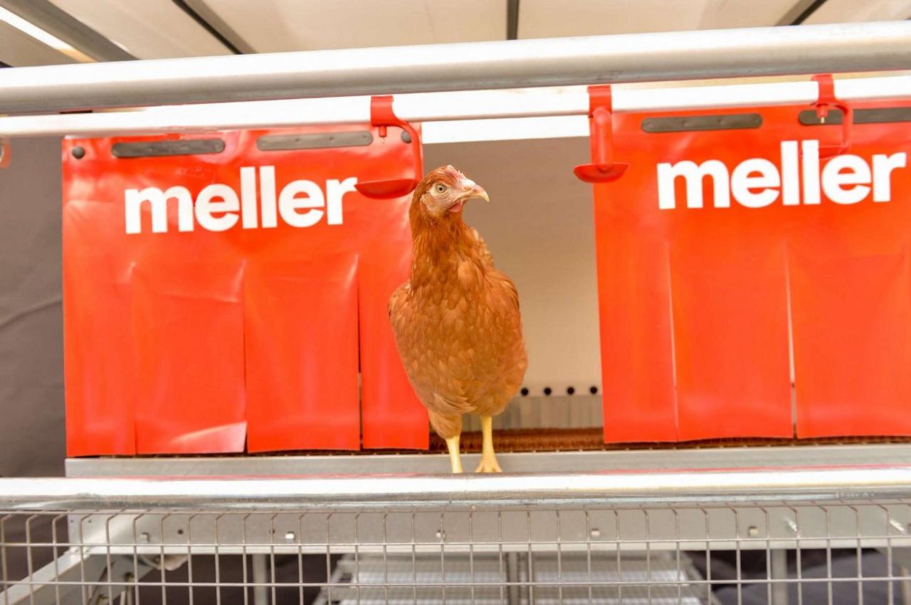 Legehennen in einer automatisierten Geflügelzuchtanlage